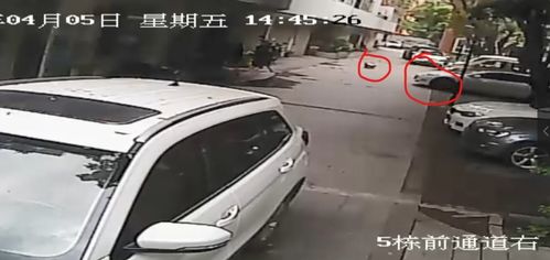五歲女童小區(qū)內(nèi)遭車碾壓身亡，后續(xù)調(diào)查與安全警示